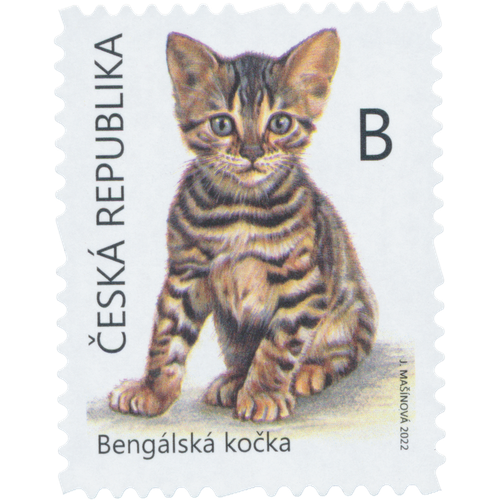 Mláďata: Bengálská kočka / (J. Mašínová)